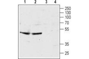 Western blot analysis of rat hippocampus lysate (lanes 1 and 3) and mouse brain membrane (lanes 2 and 4): - 1,2. (Serotonin Receptor 3B anticorps  (Extracellular, N-Term))