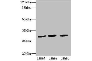 Western blot All lanes: RCHY1 antibody at 3. (RCHY1 anticorps  (AA 1-261))