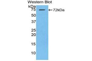 Detection of Recombinant HSPA1L, Rat using Polyclonal Antibody to Heat Shock 70 kDa Protein 1 Like Protein (HSPA1L) (HSPA1L anticorps  (AA 1-641))