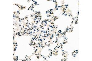 Immunohistochemistry of paraffin embedded rat lung using TEAD3 (ABIN7075852) at dilution of 1: 700 (400x lens)