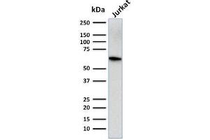 anti-CD5 (CD5) (AA 269-366) antibody