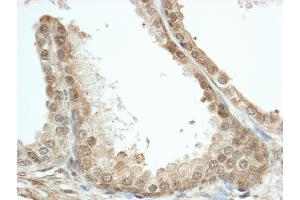 Immunohistochemistry (IHC) image for anti-FK506 Binding Protein 4, 59kDa (FKBP4) (AA 400-440) antibody (ABIN7454750) (FKBP4 anticorps  (AA 400-440))