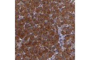 Immunohistochemical staining of human pancreas with SYTL4 polyclonal antibody  shows strong cytoplasmic positivity in exocrine glandular cells. (SYTL4 anticorps)