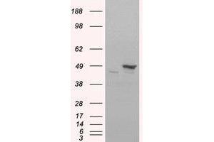 Image no. 2 for anti-Flotillin 1 (FLOT1) (C-Term) antibody (ABIN374222) (Flotillin 1 anticorps  (C-Term))