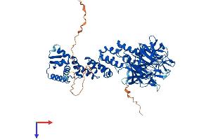 AlphaFold protein structure predicition of Mouse Recombinant Klhl13 Protein, UniprotID Q80TF4