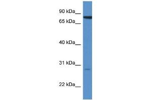 WB Suggested Anti-STX7 AntibodyTitration: 1. (Syntaxin 7 anticorps  (N-Term))