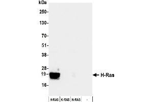 anti-HRas proto-oncogene, GTPase (HRAS) (AA 50-100) antibody