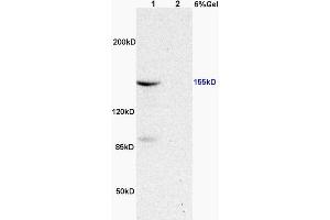 L1 rat heart, L2 rat brain lysates probed (ABIN683128) at 1:200 in 4 °C.