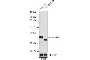 Western blot analysis of extracts from normal (control) and CHCHD2 knockout (KO) 293T cells, using CHCHD2 antibody (ABIN7266448) at 1:1000 dilution. (CHCHD2 anticorps  (AA 75-145))