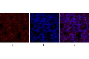 Immunofluorescence analysis of rat lung tissue.
