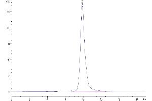 The purity of Human CD300LF is greater than 95 % as determined by SEC-HPLC.
