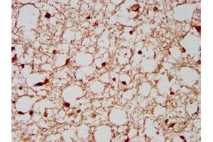 IHC image of ABIN7168279 diluted at 1:200 and staining in paraffin-embedded human brain tissue performed on a Leica BondTM system. (NeuN anticorps  (AA 1-101))