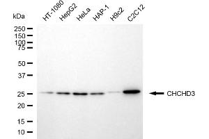 Western blotting analysis using CHCHD3 antibody (ABIN7798116). (CHCHD3 anticorps)