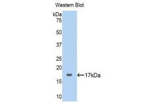 Western Blotting (WB) image for anti-Ribophorin 1 (RPN1) (AA 308-438) antibody (ABIN1860468) (RPN1 anticorps  (AA 308-438))
