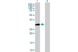 Western Blot analysis of OLIG3 expression in transfected 293T cell line by OLIG3 MaxPab polyclonal antibody. (OLIG3 anticorps  (AA 1-272))