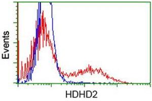Flow Cytometry (FACS) image for anti-Haloacid Dehalogenase-Like Hydrolase Domain Containing 2 (HDHD2) antibody (ABIN1498628) (HDHD2 anticorps)