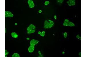 Anti-TTLL12 mouse monoclonal antibody (ABIN2453749) immunofluorescent staining of COS7 cells transiently transfected by pCMV6-ENTRY TTLL12 (RC200841). (TTLL12 anticorps)
