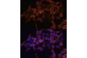 Immunofluorescence analysis of HeLa cells using COX1/COX1/PTGS1 Polyclonal Antibody (ABIN6130124, ABIN6146413, ABIN6146414 and ABIN6223187) at dilution of 1:100 (40x lens). (PTGS1 anticorps  (AA 1-180))