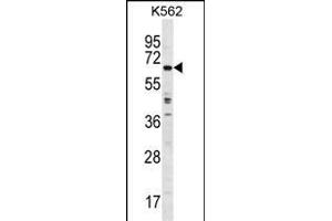 TRIM75 Antibody (Center) (ABIN1538260 and ABIN2849323) western blot analysis in K562 cell line lysates (35 μg/lane). (TRIM75 anticorps  (AA 295-324))