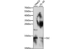 Western blot analysis of extracts of various cell lines, using CLC antibody (ABIN7266289) at 1:1000 dilution. (Galectin 10 anticorps  (AA 1-142))