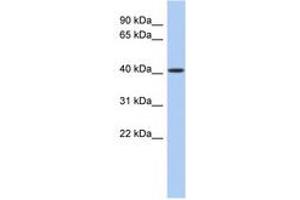 Image no. 1 for anti-LAG1 Homolog, Ceramide Synthase 5 (LASS5) (AA 71-120) antibody (ABIN6740468) (LASS5 anticorps  (AA 71-120))