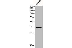 Western Blot analysis of AD293 cells using BRAF35 Polyclonal Antibody