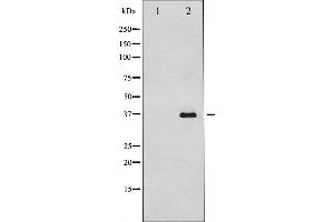 Western blot analysis of caspase12 expression in HUVEC cells,The lane on the left is treated with the antigen-specific peptide. (Caspase 12 anticorps  (Internal Region))