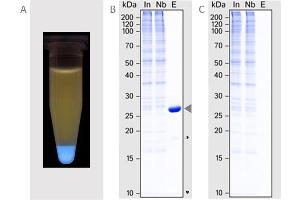 Immunoprecipitation (IP) image for BFP-Catcher (ABIN5311512)