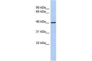 WB Suggested Anti-LDB2 Antibody Titration:  0. (LIM Domain Binding 2 Protein anticorps  (Middle Region))