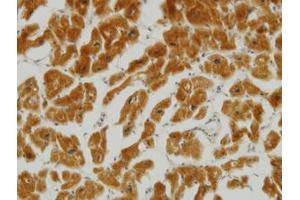 Image no. 2 for anti-Mitofusin 2 (MFN2) (AA 661-758) antibody (ABIN599102) (MFN2 anticorps  (AA 661-758))