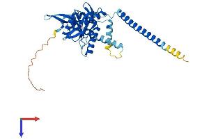 AlphaFold protein structure predicition of Mouse Recombinant Cops6 Protein, UniprotID O88545