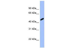 WB Suggested Anti-RBBP7 Antibody Titration: 0. (RBBP7 anticorps  (Middle Region))
