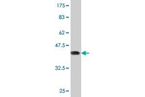 Western Blot detection against Immunogen (40.