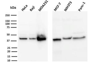 Western Blot Analysis of HeLa, Raji, MDA231, MCF-7, NIH3T3, Panc-1, cell lysates using PD-L2 Mouse Monoclonal Antibody (PDL1/2744). (PD-L1 anticorps  (AA 39-191))