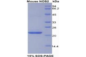 SDS-PAGE analysis of Mouse NOS2 Protein.