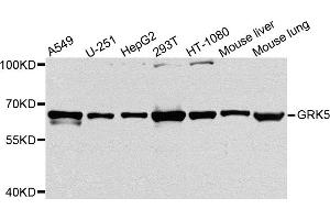 Western blot analysis of extracts of various cell lines, using GRK5 antibody. (GRK5 anticorps)