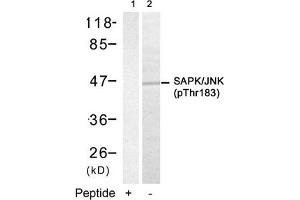 Western blot analysis of extracts from 293 cells using SAPK/JNK(Phospho-Thr183) Antibody(Lane 2) and the same antibody preincubated with blocking peptide(Lane1). (JNK2 anticorps  (pThr183))