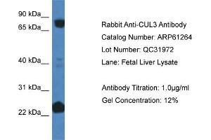 Western Blotting (WB) image for anti-Cullin 3 (CUL3) (C-Term) antibody (ABIN786376) (Cullin 3 anticorps  (C-Term))
