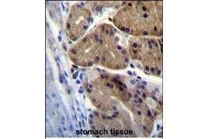 DCDC5 Antibody (C-term) (ABIN655455 and ABIN2844982) immunohistochemistry analysis in formalin fixed and paraffin embedded human stomach tissue followed by peroxidase conjugation of the secondary antibody and DAB staining.