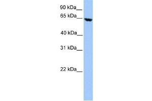 Western Blotting (WB) image for anti-Acyl-CoA Dehydrogenase, Very Long Chain (ACADVL) antibody (ABIN2459763) (ACADVL anticorps)