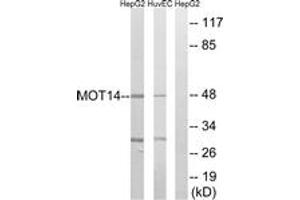 Western blot analysis of extracts from HuvEc/HepG2 cells, using MOT14 Antibody. (SLC16A14 anticorps  (AA 131-180))