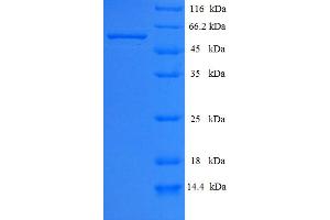 Calpain 2 (CAPN2) (AA 1-324), (full length) protein (His-SUMO Tag)