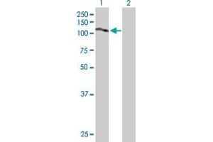 Western Blot analysis of SLC20A2 expression in transfected 293T cell line by SLC20A2 MaxPab polyclonal antibody.