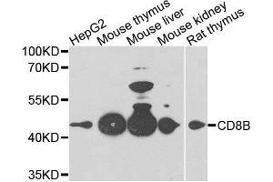 Western blot analysis of extracts of various cell lines, using CD8B antibody.