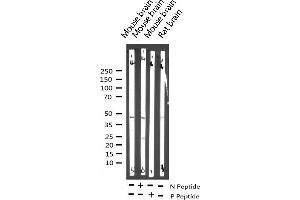 Western blot analysis of Phospho-PTP1B (Ser50) expression in various lysates