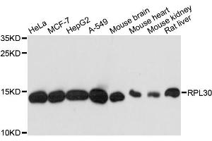 Western blot analysis of extracts of various cell lines, using RPL30 antibody. (RPL30 anticorps)