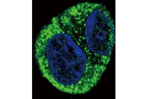 Confocal immunofluorescent analysis of FGA Antibody (N-term) (ABIN390830 and ABIN2841057) with HepG2 cell followed by Alexa Fluor?