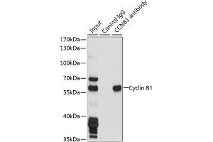 Immunofluorescence analysis of NIH/3T3 cells using Cyclin B1 Rabbit pAb (ABIN7266555) at dilution of 1:100 (40x lens). (Cyclin B1 anticorps  (C-Term))