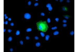 Anti-PSMD2 mouse monoclonal antibody (ABIN2454820) immunofluorescent staining of COS7 cells transiently transfected by pCMV6-ENTRY PSMD2 (RC203204). (PSMD2 anticorps)