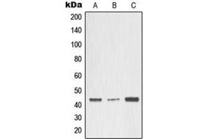 Western blot analysis of MMP3 expression in A549 (A), MCF7 (B), rat heart (C) whole cell lysates. (MMP3 anticorps  (Center))